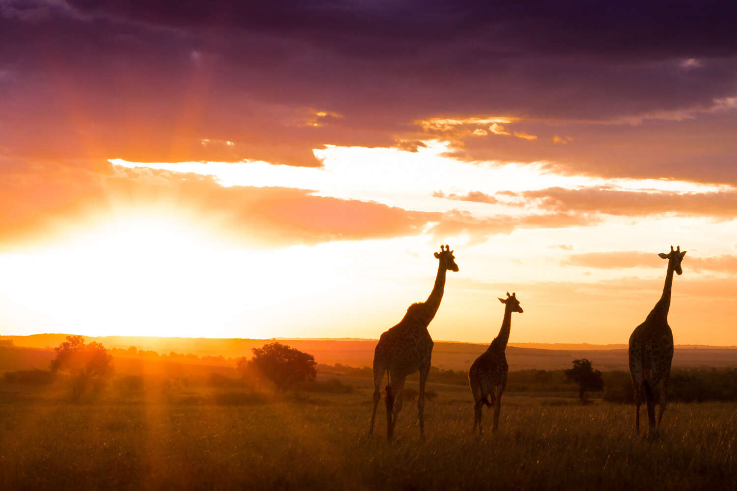 African Safaris