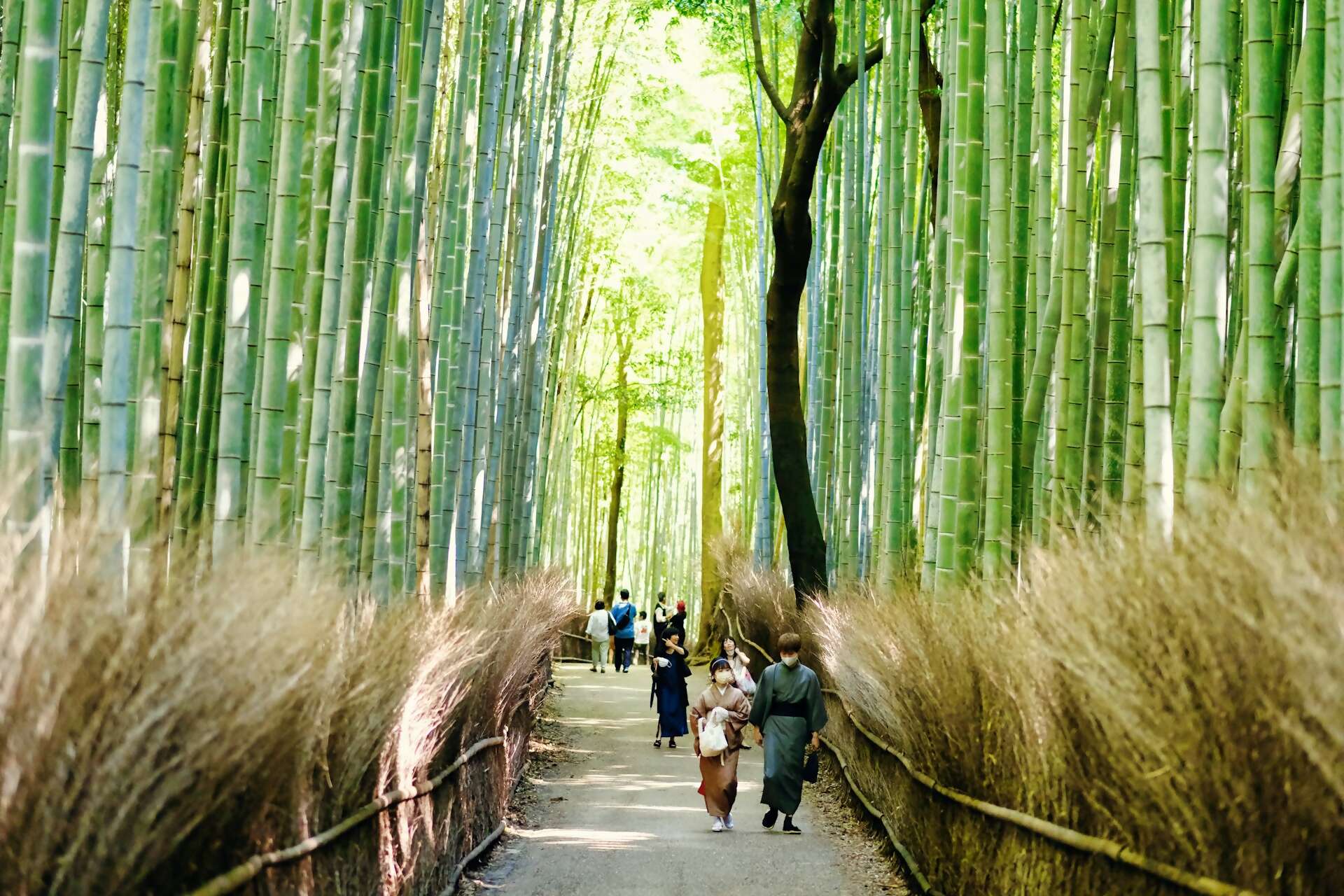 Your Dream Japan & South Korea Cruise is Calling - Space Filling Fast!