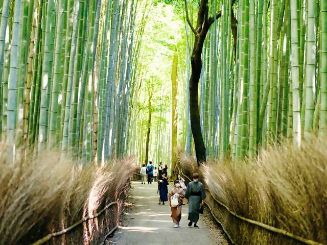 Your Dream Japan & South Korea Cruise is Calling - Space Filling Fast!
