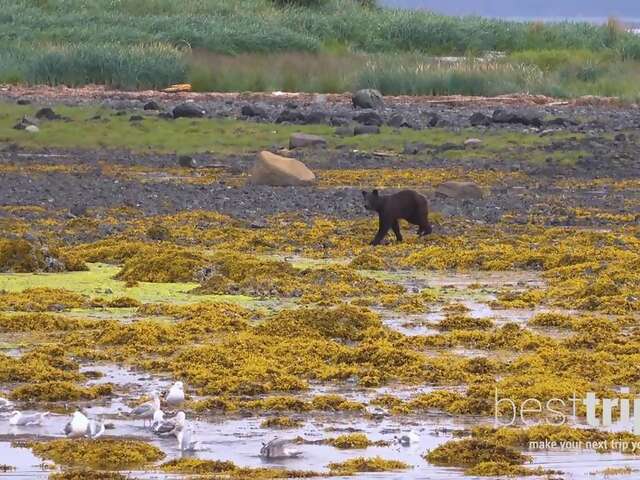 Video: Alaska Wildlife Encounters You Can't Miss
