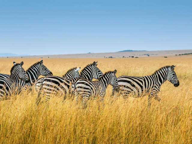 Africa on Safari: Where the Wild Meets the Soul
