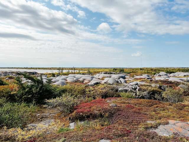 CHURCHILL – POLAR BEARS, WHALES & MORE