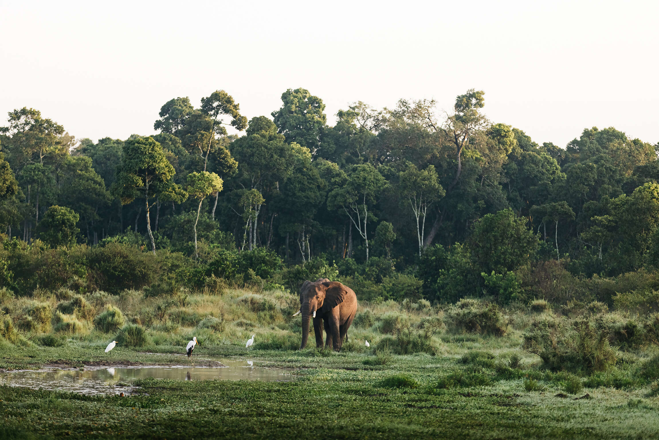 12Great-Plains-Sambuk-Suite-at-Mara-Nyika-elephant-and-storks.jpg