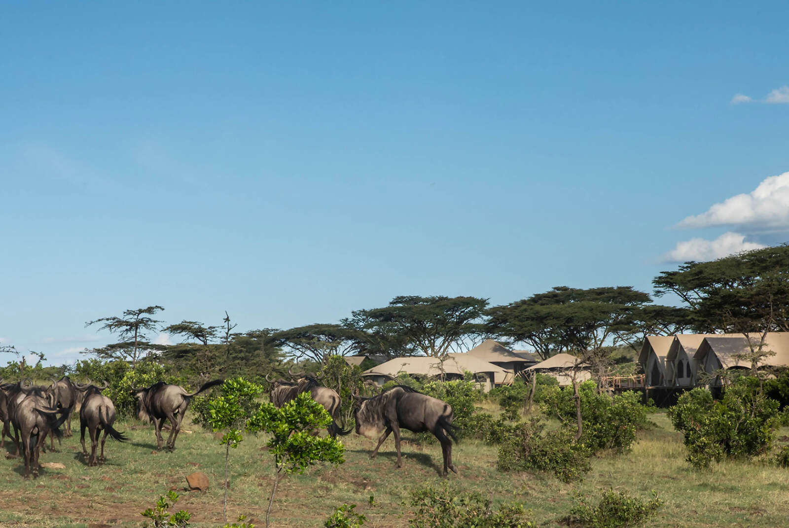 02Great-Plains-Mara-Nyika-Camp-with-wildebeests.jpg