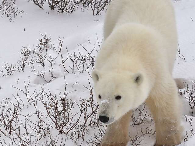 Where Polar Bears Gather and the Northern Lights Dance