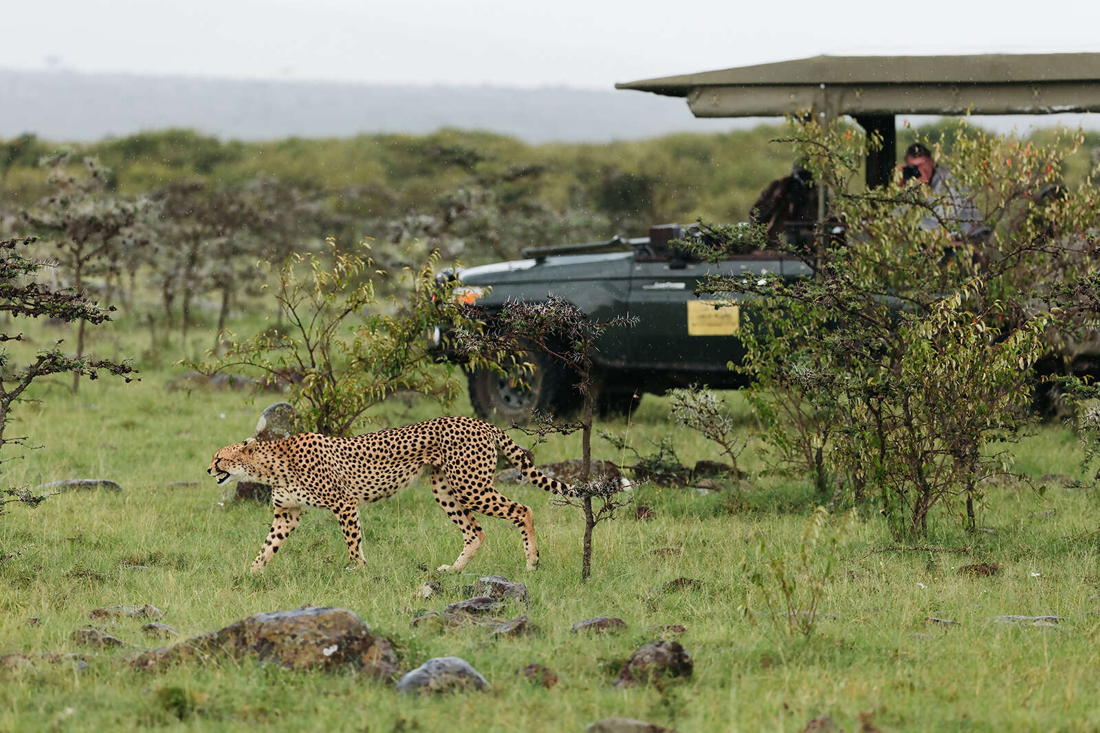 14Great-Plains-Sambuk-Suite-at-Mara-Nyika-cheetah-and-safari-vehicle.jpg