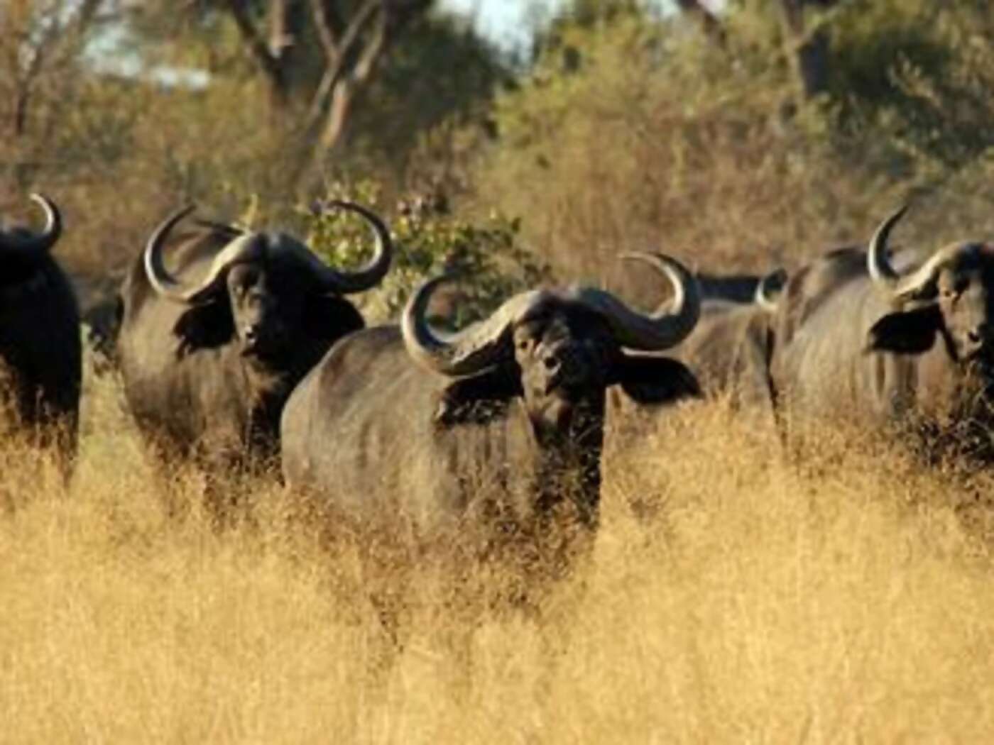 Fly to Botswana, and onwards to the lodge in Chobe National Park