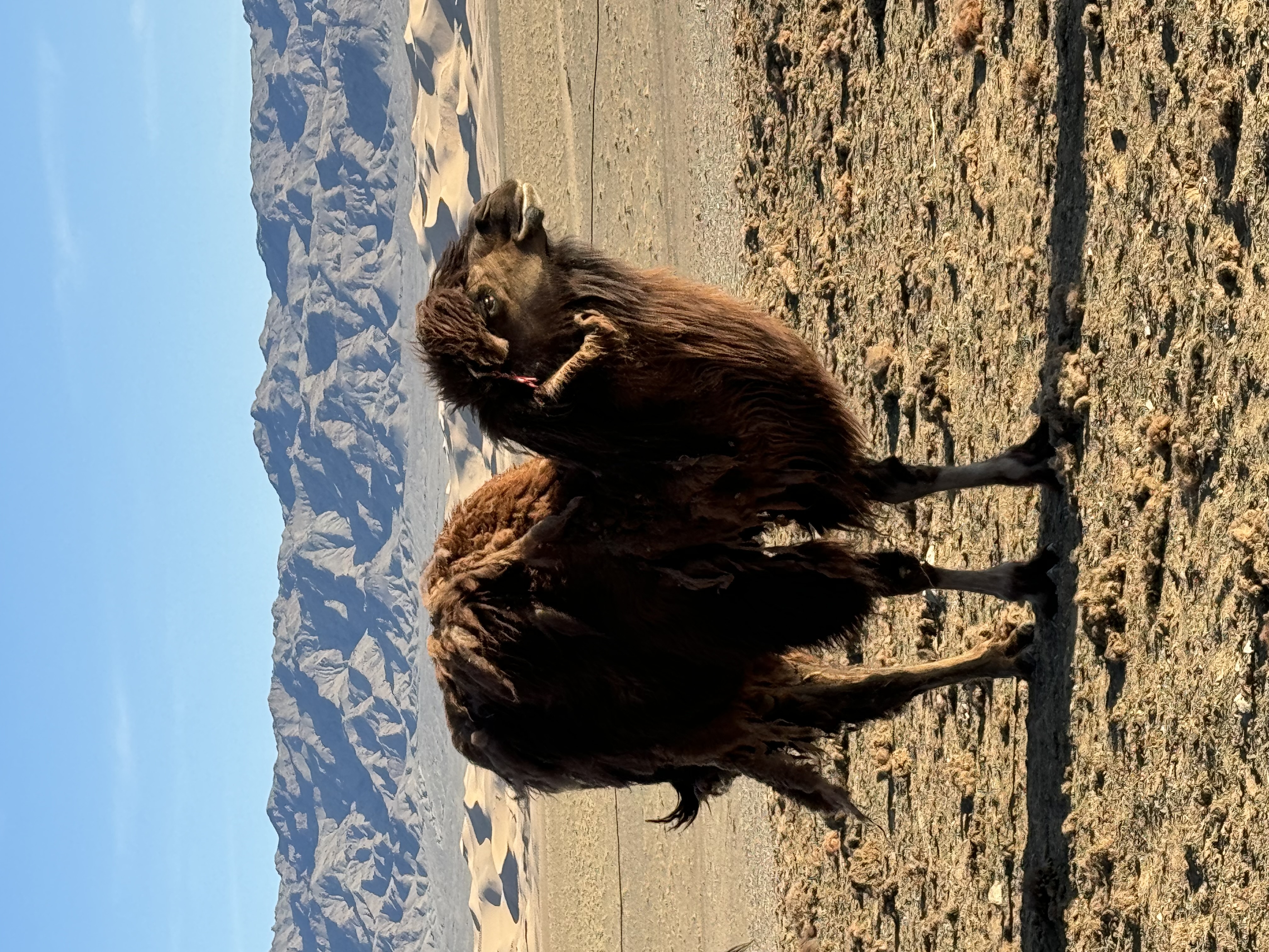 Mongolia: A Month of Nomadic Magic, Eagle Hunters & Mountain Triumphs