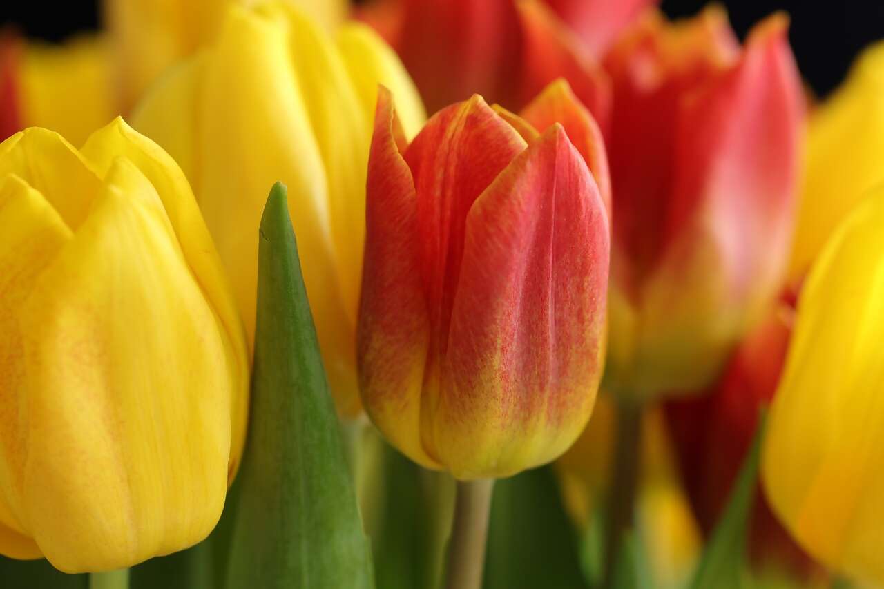 Celebrating Spring In The Netherlands and Belgium