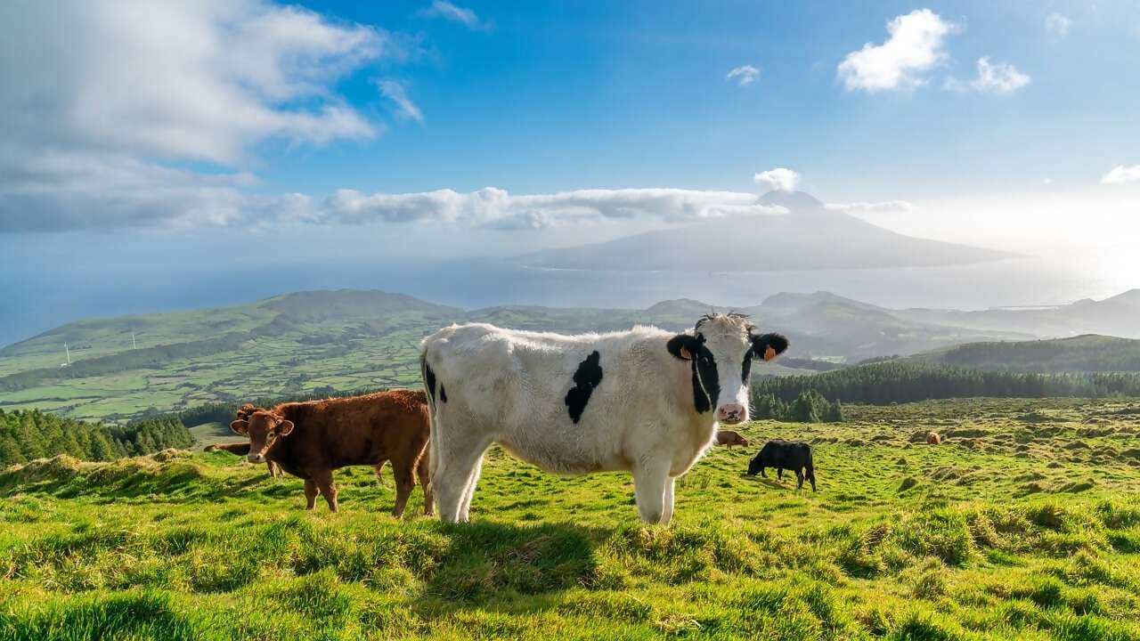 The Azores !