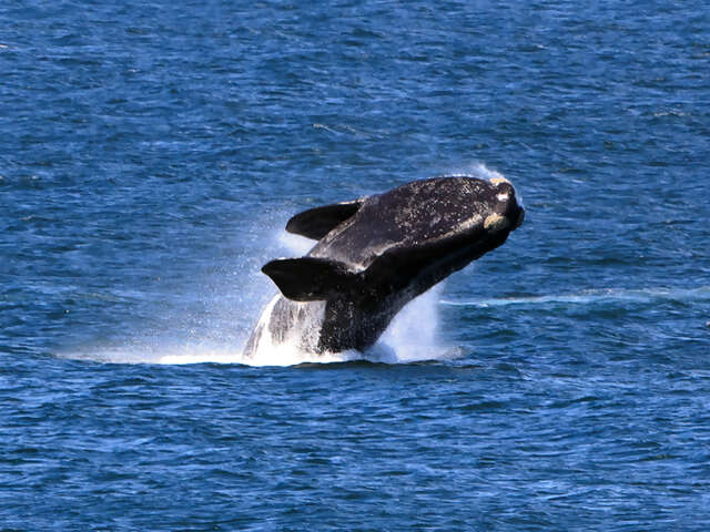 Celebrating World Wildlife day in South Africa