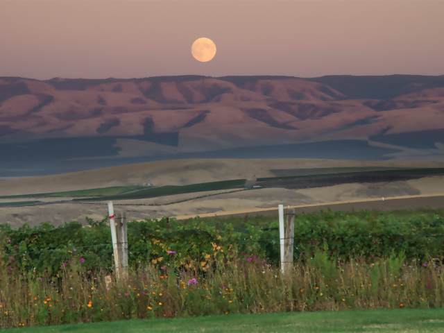 5 American Wine Regions You Need to Visit Next