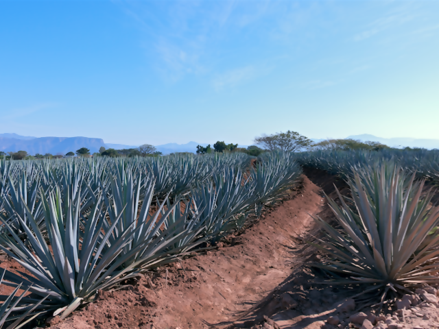 5 Fun Facts Plus 1 Travel-Inspired Tequila Recipe