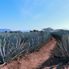 5 Fun Facts Plus 1 Travel-Inspired Tequila Recipe