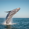 11 Best Places in the World to Go Whale Watching