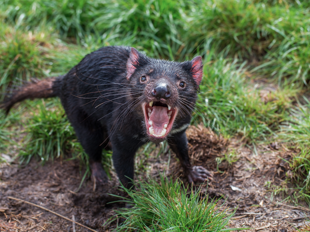 10 Amazing Facts About The Tasmanian Devil 10 Amazing Facts About The Tasmanian Devil