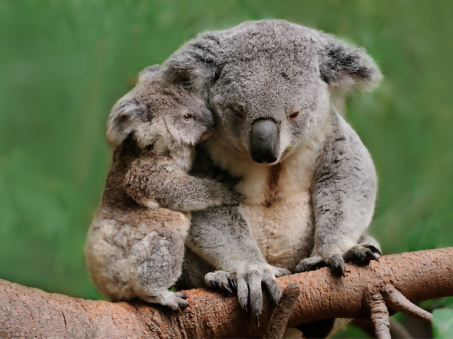 How You Can Help Now in Australia - Hint: It's Not Knitting Another Koala Cozy