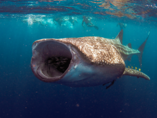 The Whale Shark Whisperer of Cabo