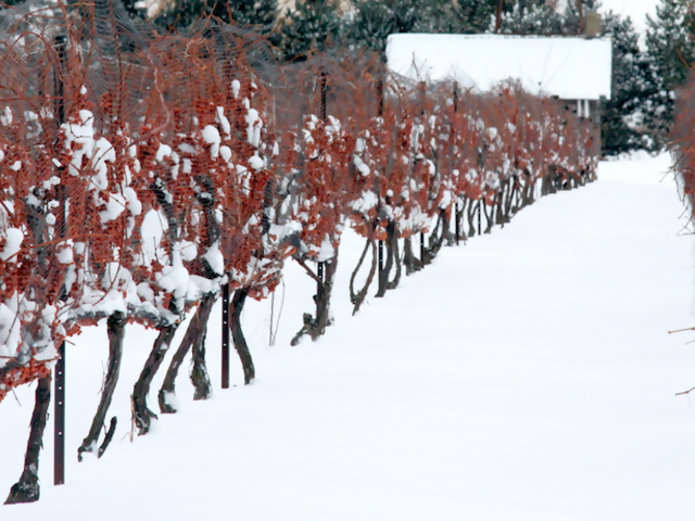 Where in the World to Drink Ice Wine