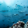 A New, Underwater