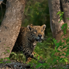 Lions and Tigers and Leopards in the Woods: 5 Destinations for Viewing Big Cats