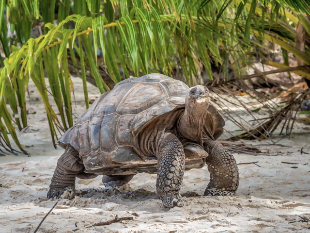 Now You Can Take an African Safari PLUS Explore the Seychelles on First-of-its-Kind Emerald Cruisetour