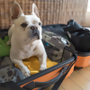 New Travel Rules for Dogs Entering (or Returning to) the U.S. Take Effect This Summer