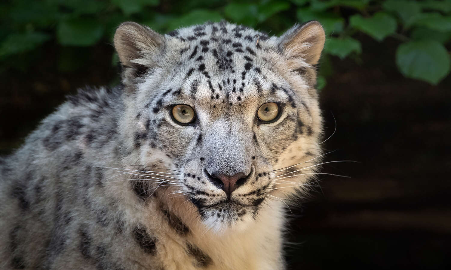 Snow Leopard