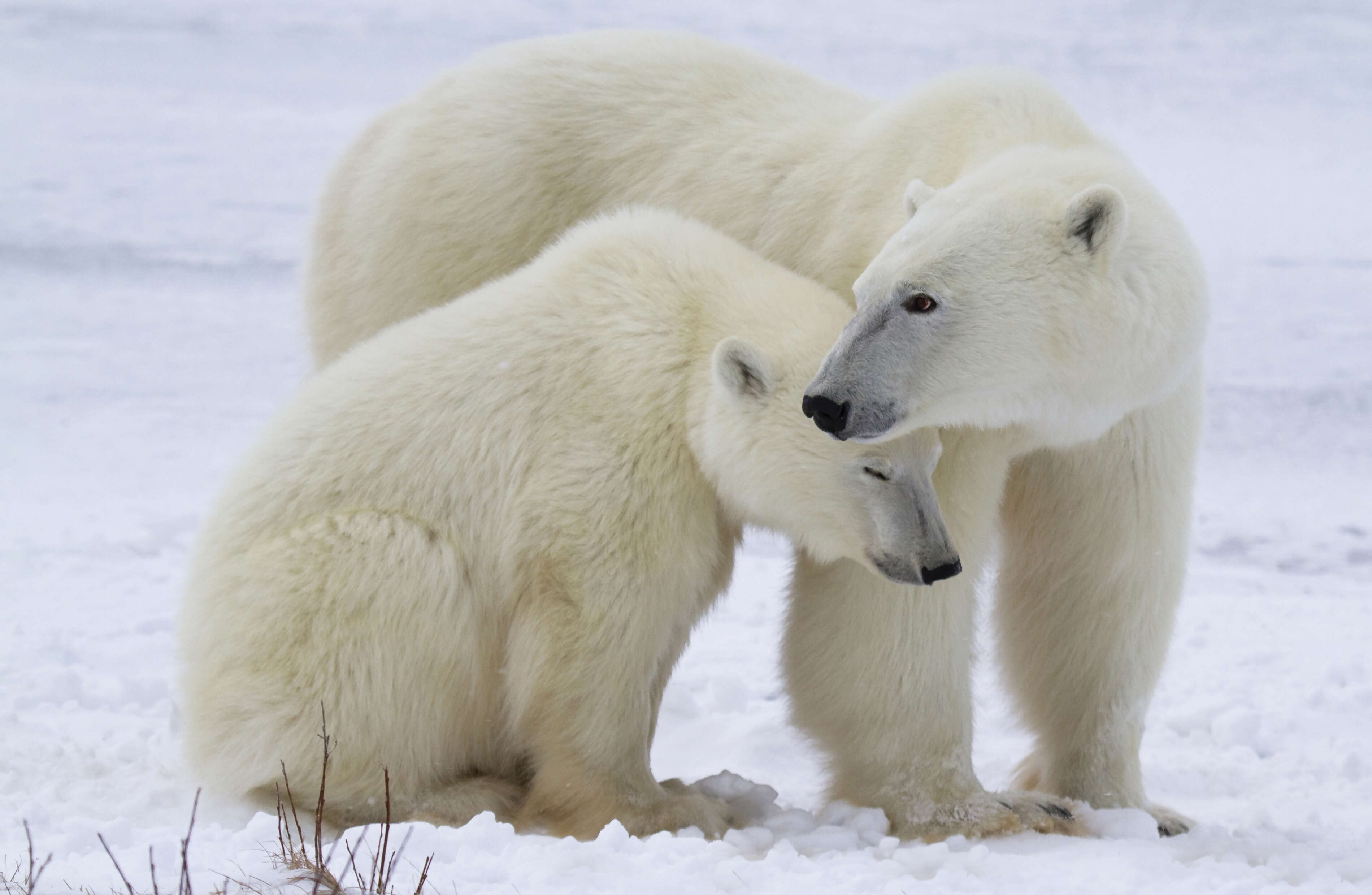 Arctic Expeditions: Explore Churchill, Manitoba - Your Gateway to Polar Bear Encounters and Arctic Adventures