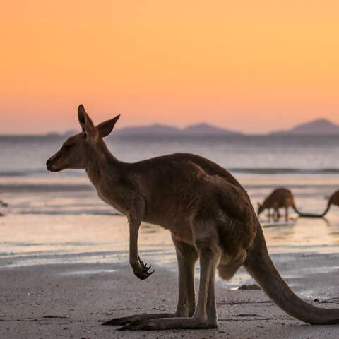 Australia.jpg