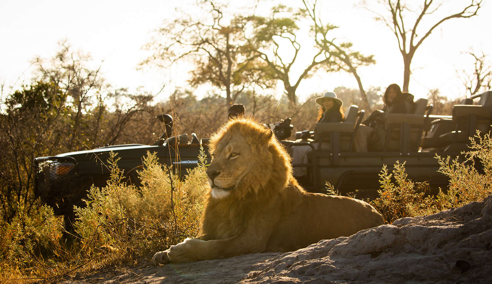 14Great-Plains-Conservation-Zarafa-Camp-Safari-drive-with-lion.jpg