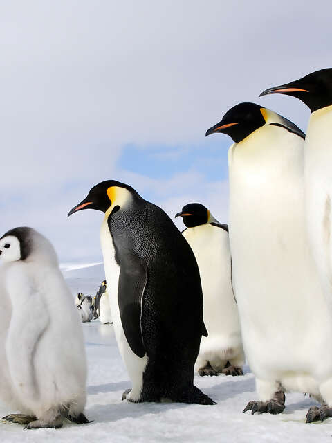 Expedition Cruising