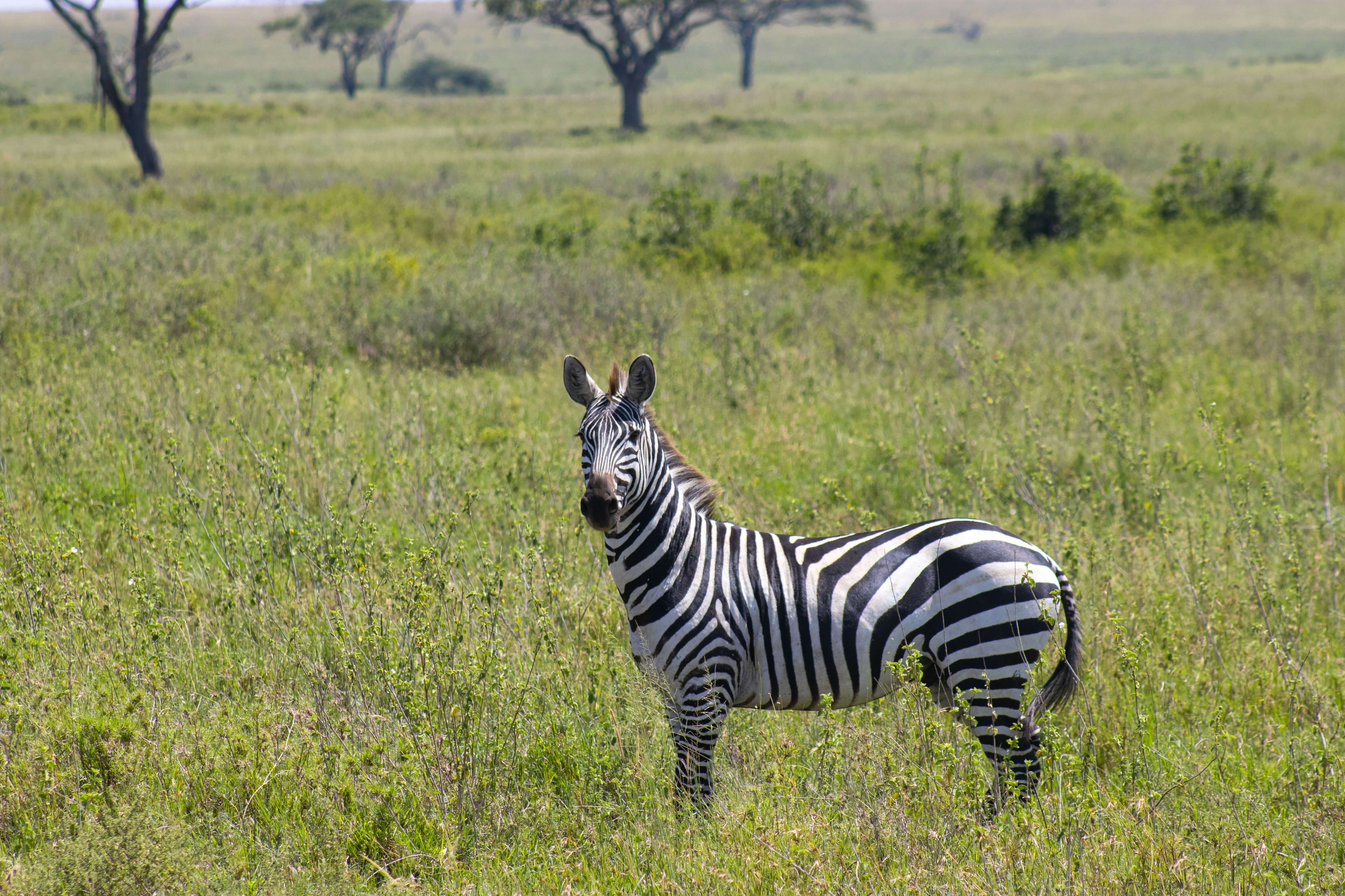 Serengeti Safari and Zanzibar: Explore Tanzania's Ultimate Adventure and Relaxation Destinations