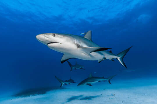 Top 10 Thrilling Reef Shark Snorkeling Adventures in Bimini, Bahamas