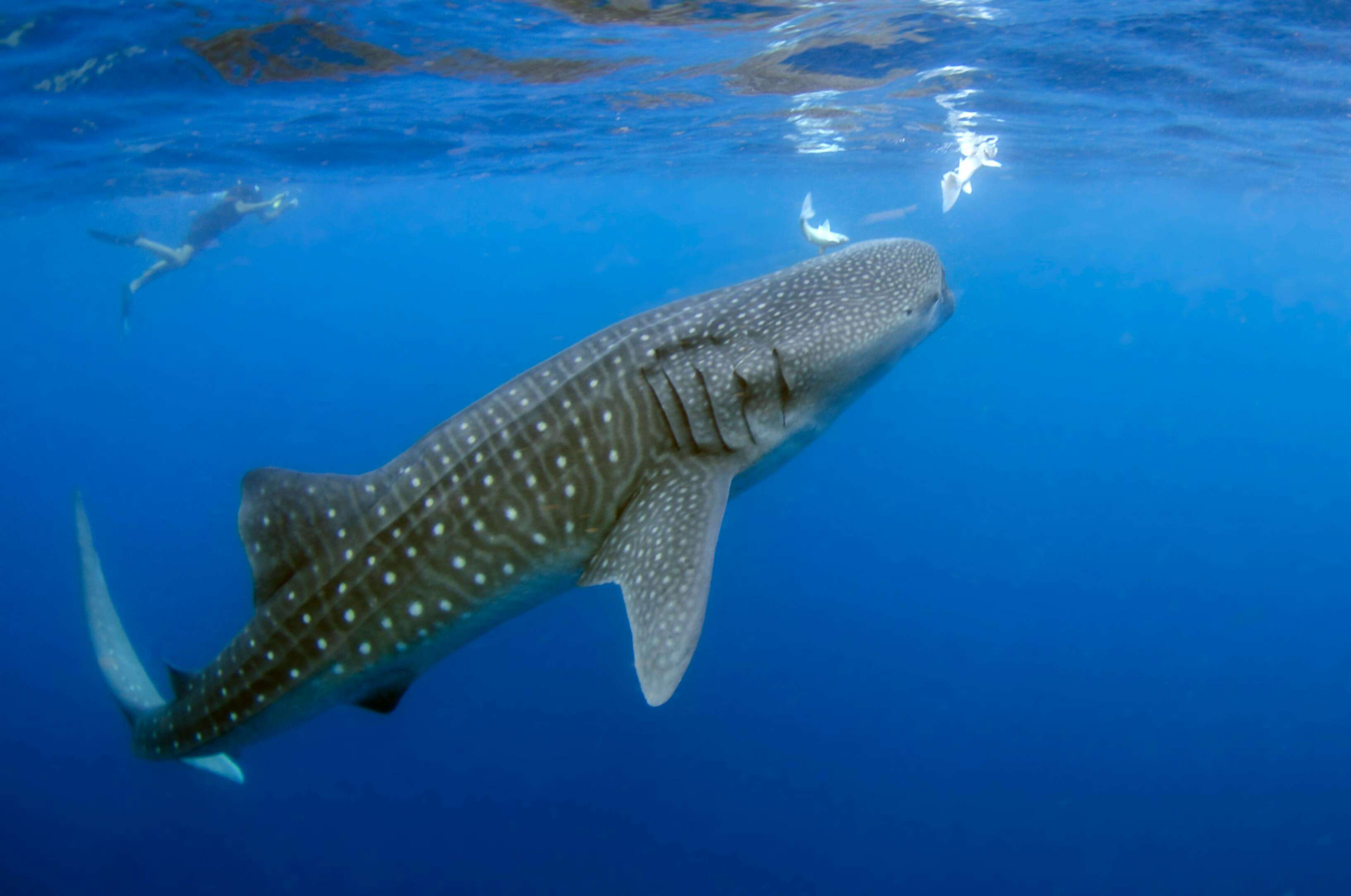 Swim with Whale Sharks in Perth: Your Ultimate Guide to an Unforgettable Adventure