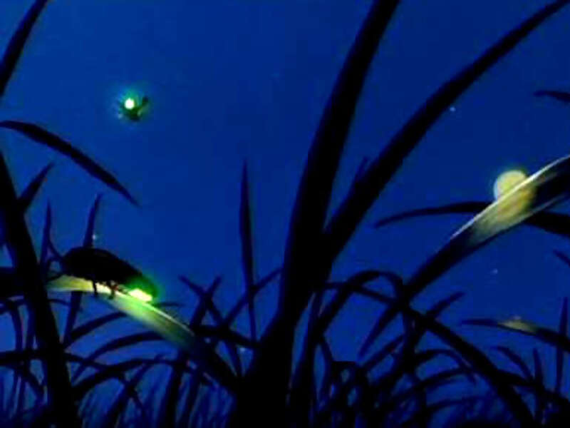 See a Rare Natural Phenomenon on a Kuala Selangor Fireflies Tour