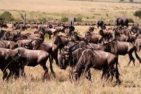 Experience the Greatest Animal Show on Earth in Tanzania