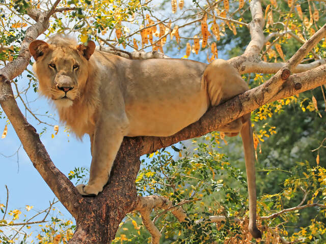 Top 5 Safari Adventures in Tanzania