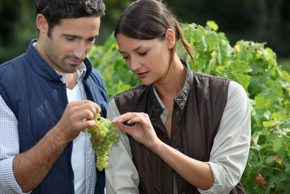 5 must visit wineries in the Napa Valley