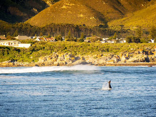 Hermanus