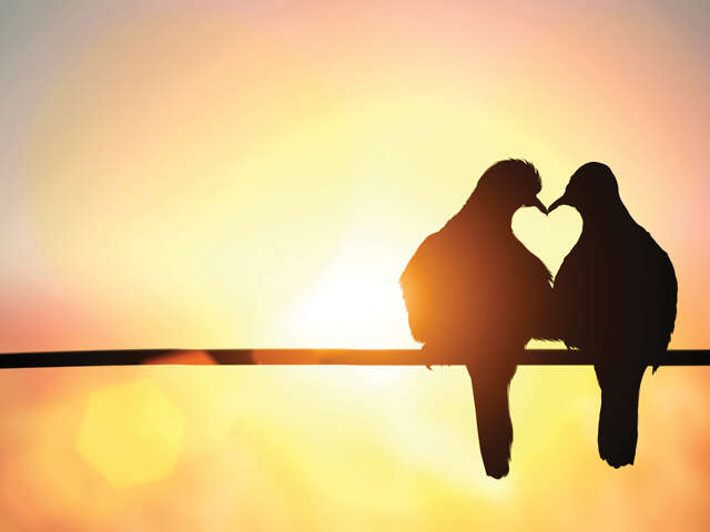 Suites for the Sweet