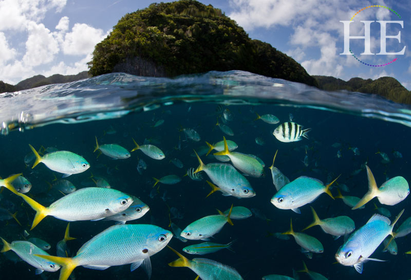 Pristine Palau: Gay Scuba Diving Vacation