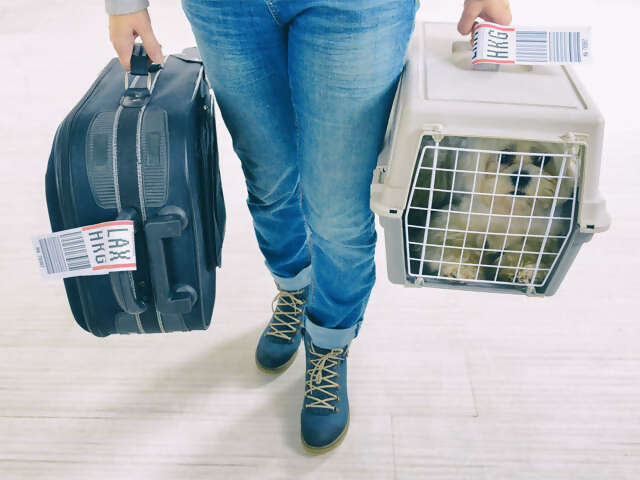 Delta updates policy on support animal effective July 10