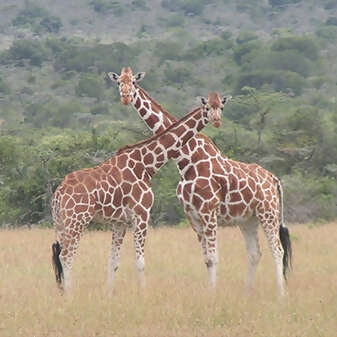 Kenya with Christine