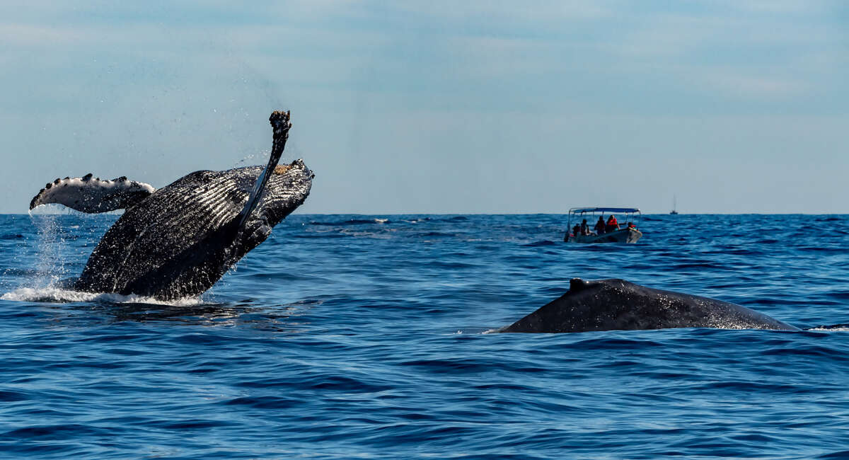 Tonga Whale Swim Trip