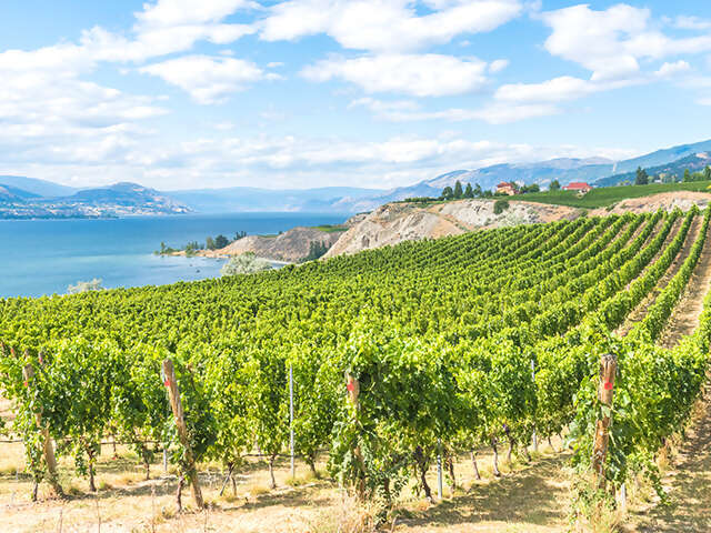 Calling All Wine Lovers