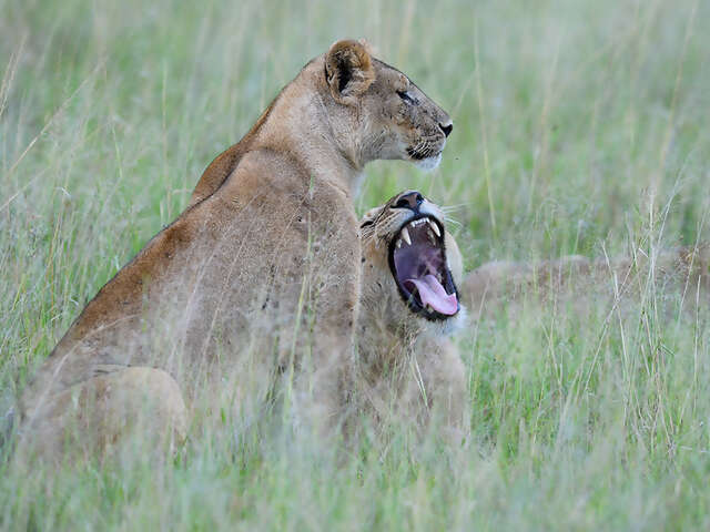 Tales from the Serengeti