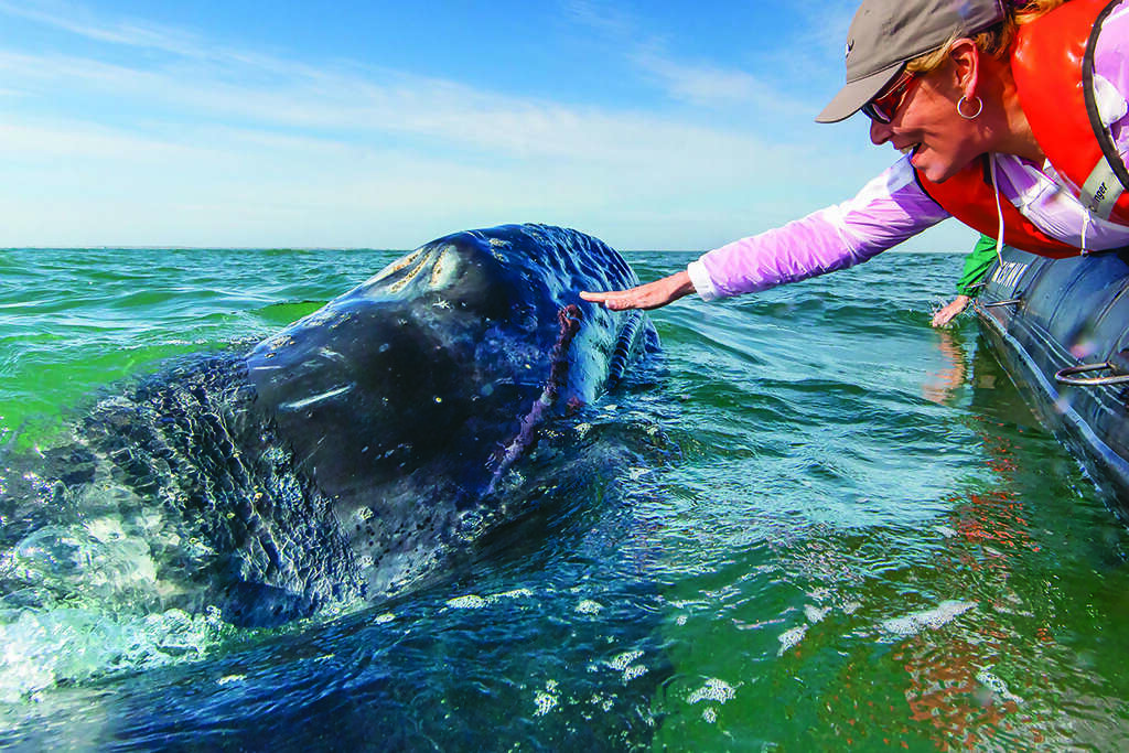 Getting Personal with California Gray Whales