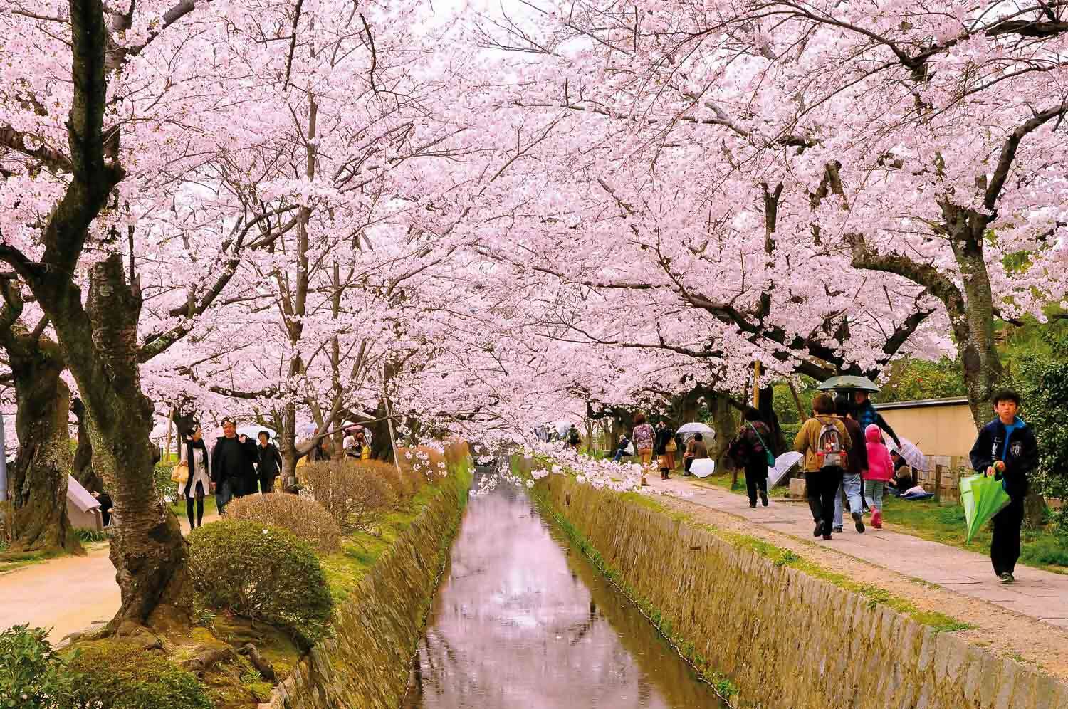 Iconic Japan in the Springtime - March 2022