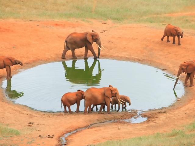 Safari Magic: Africa's Top Spots for Wild Adventures!